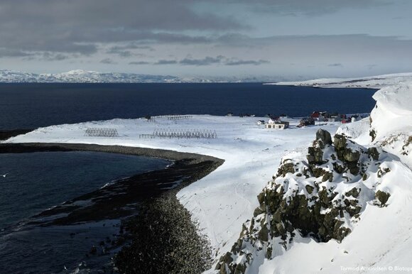 Ekkerøy bird cliff panorama march 2018 crop   tormod amundsen © biotope